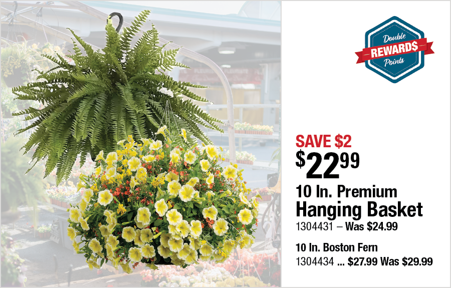 10" Hanging Basket or 10" Boston Fern Hanging Basket